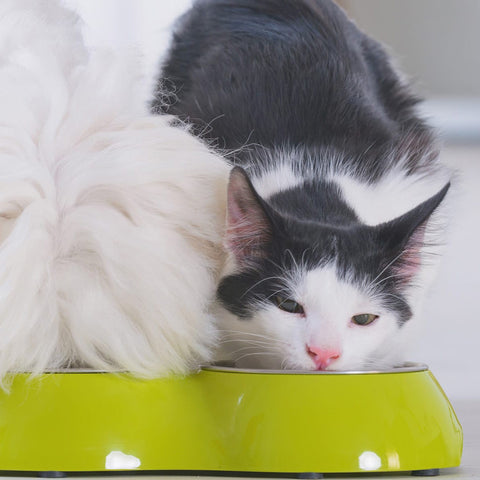 A cat & a dog sharing food from the same green bowl