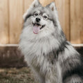 Cute Gray and white dog sitting outdoors with a wooden fence in the background